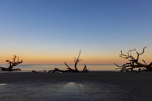 Driftwood Trees Silhouetted at Sunrise Driftwood Beach Jekyll Is