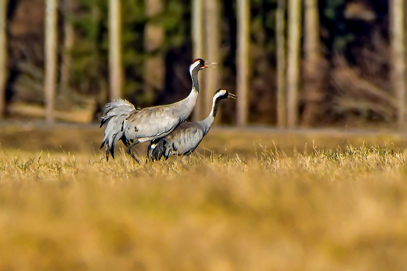 Suur kevadgalerii pildid, kus minugi pilt esindatud.