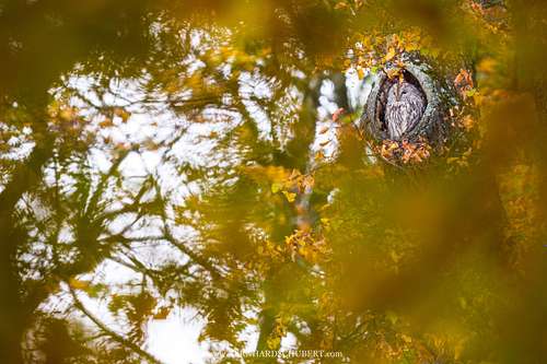 Strix aluco - Tawny owl