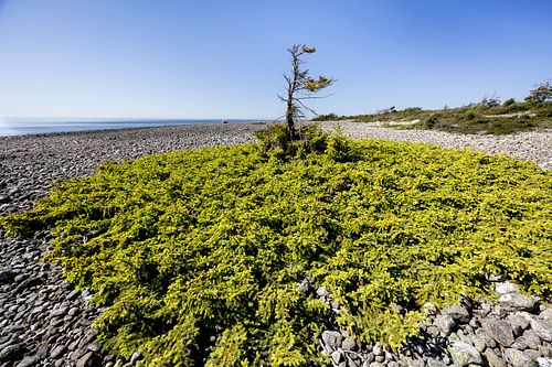 Im Nationalpark Jomfruland