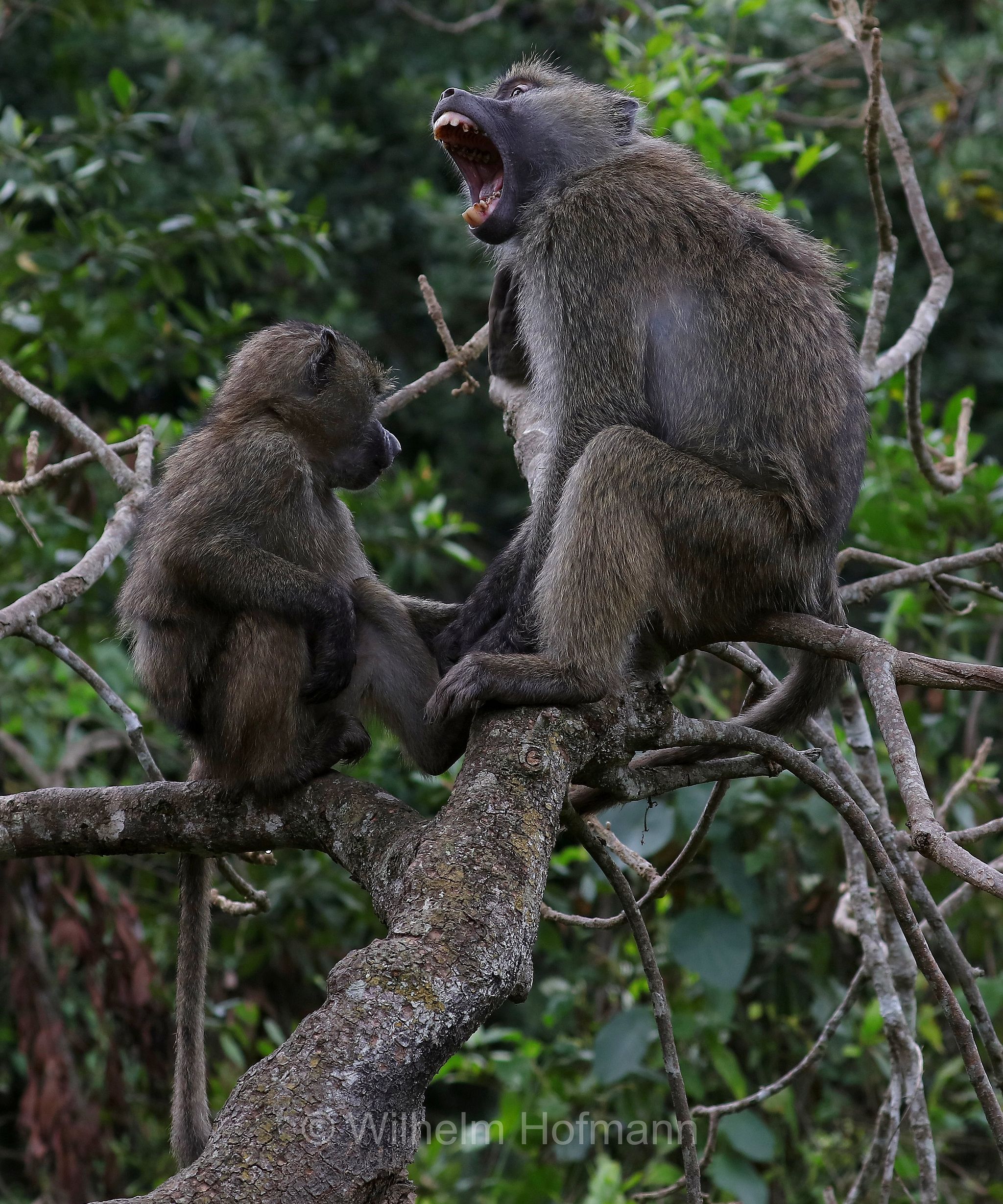 papio anubis, olive baboon, Anubis baboon, Anubispavian, Grüne Pavian, anubi, babbuino verde﻿, Tansania, Tanzania, Arusha National Park, Arusha-Nationalpark, parco nazionale di Arusha