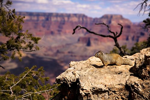 A detailed wildlife portrait of a Grand Canyon Rock Squirrel perched on a weathered limestone ledge overlooking the vast expanse of the South Rim