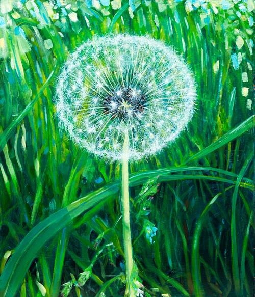 A study of a weed, a dandelion, a miracle of nature