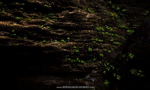 Vegetation auf Felsen