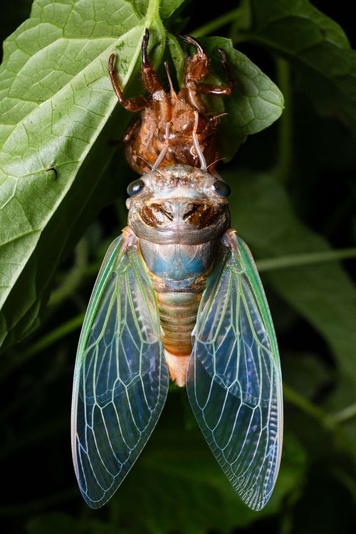 Schlupf und Häutung einer Zikade