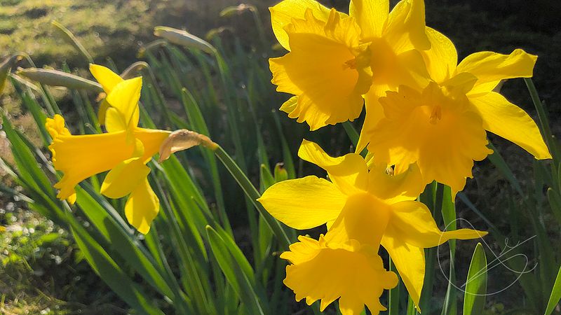 Blir ute heile dag torsdag 10. mars