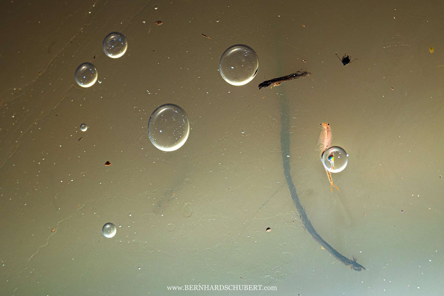 Branchipus schaefferi - Schaeffer's Brine Shrimp