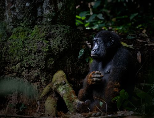 West Lowland Gorilla, Gorilla gorilla gorilla, Republic of Congo, Odzala-Kokoua national Park