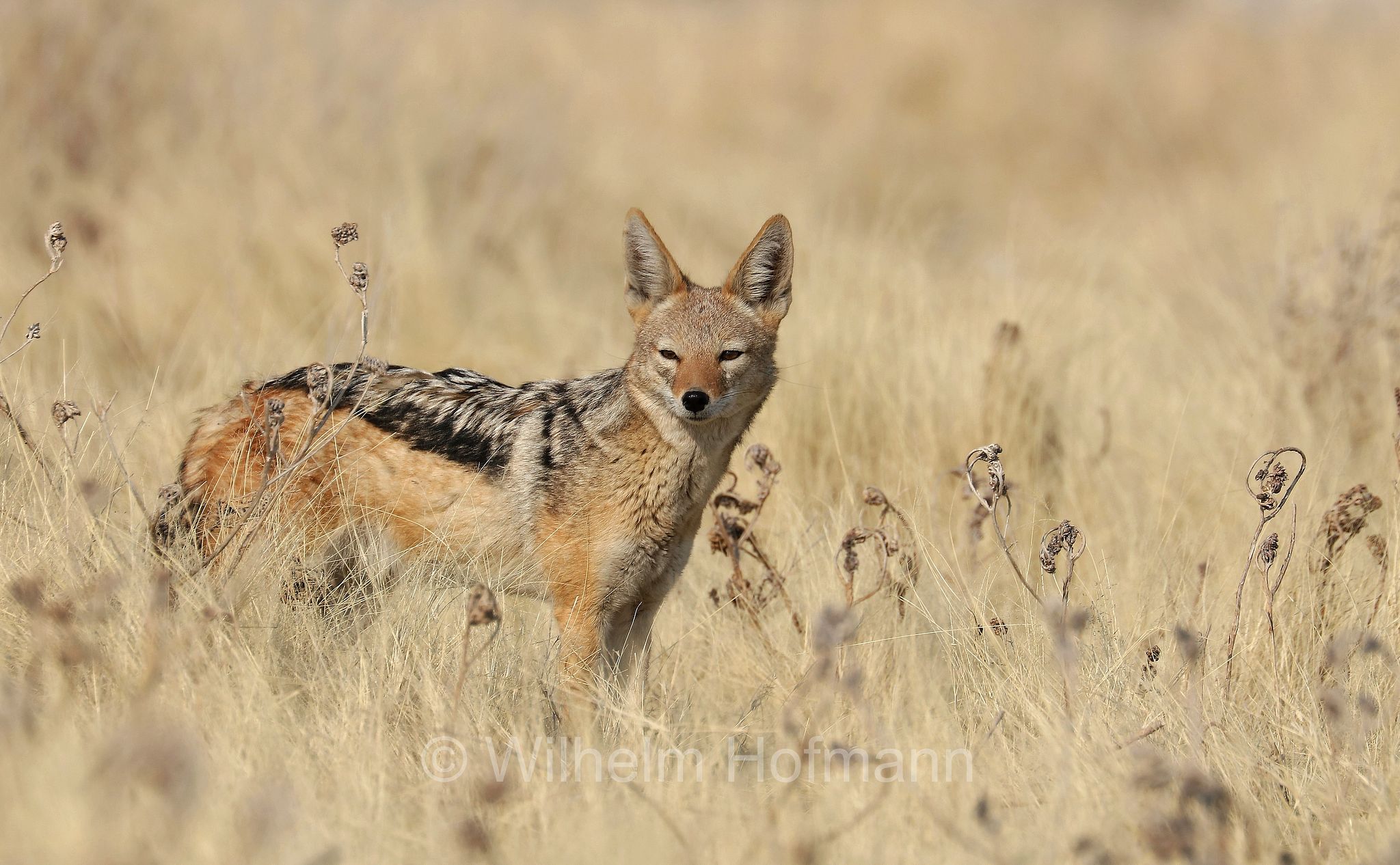 Lupulella mesomelas, black-backed jackal, Schabrackenschakal, sciacallo dalla gualdrappa, sciacallo dal dorso argentato, Etosha-Nationalpark, Etosha National Park, parco nazionale d'Etosha, Namibia