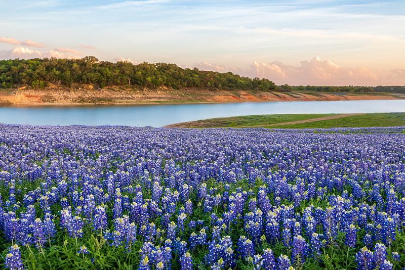 Texas Bluebonnets