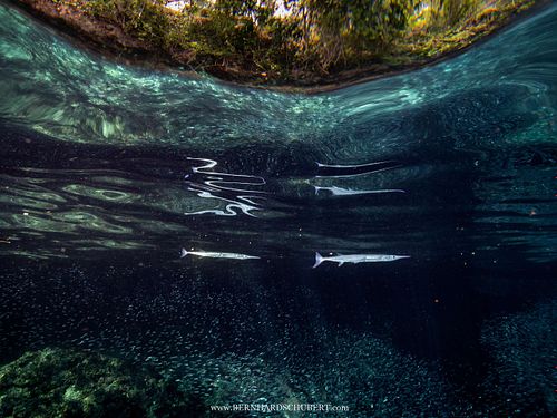 Tylosurus crocodilus - Krokodil-Hornhecht