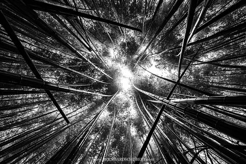 Bambuswald in der Nähe von Kyōto