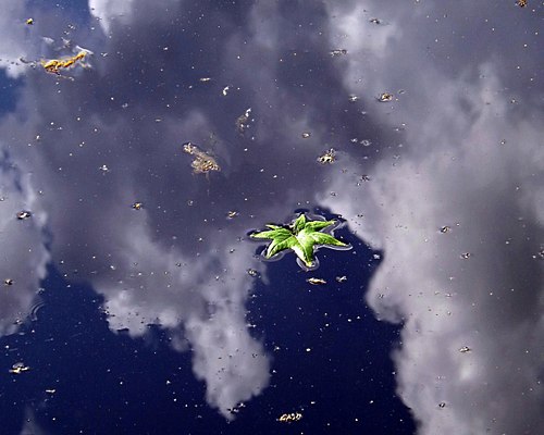 Green Leaf