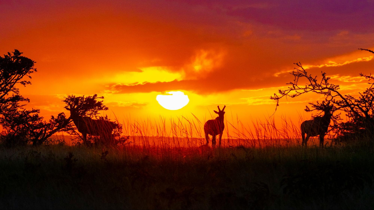 Fotografia da vida selvagem