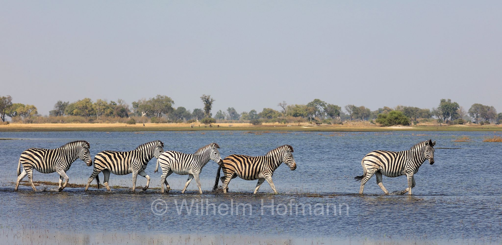 plains zebra, Steppenzebra, zebra di pianura, equus quagga, Moremi Game Reserve, Moremi-Wildreservat, Okavango Delta, Okavango Grassland, Botswana, Republik Botsuana