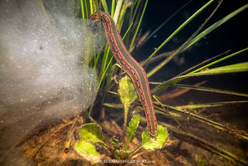 Hirudo medicinalis – Europäischer medizinischer Blutegel