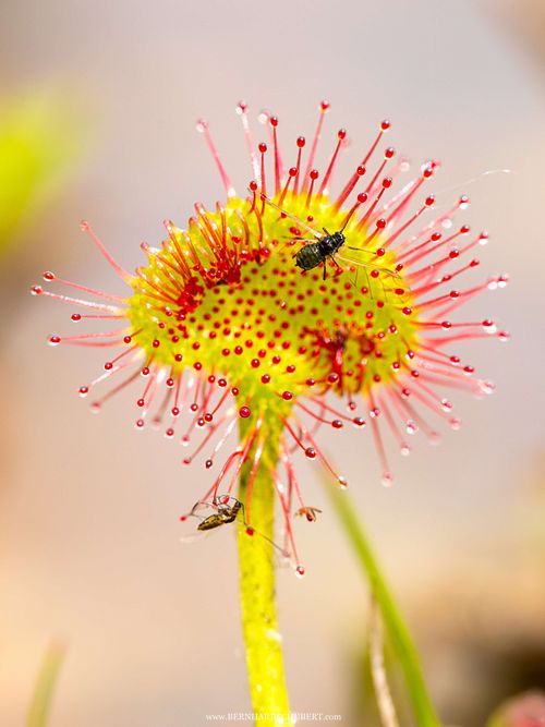 Drosera rotundifolia – Rundblättriger Sonnentau