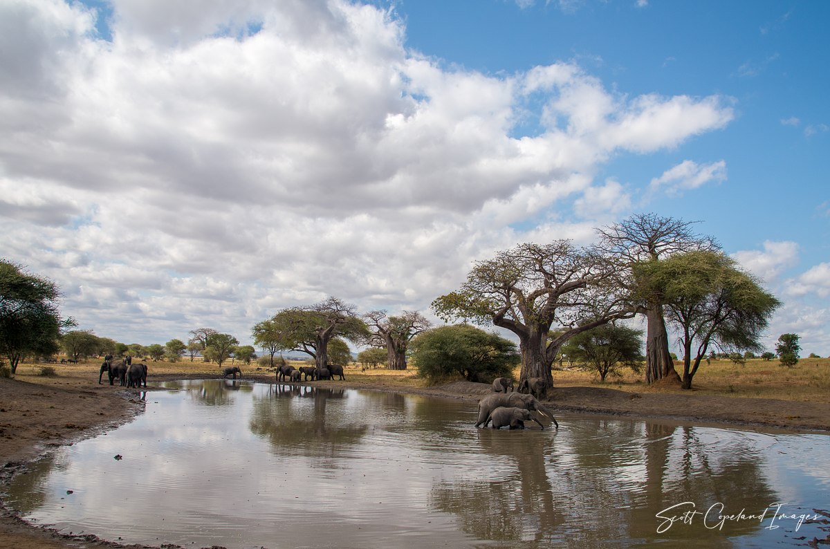 The Watering Hole