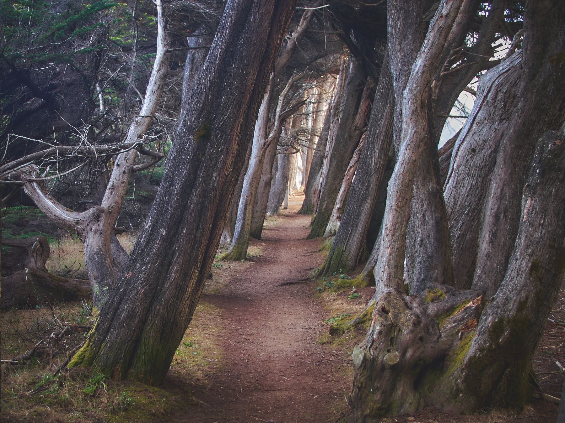 Through the Woods at Sea Ranch - California