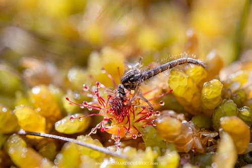 Drosera rotundifolia -  Round-leaved sundew