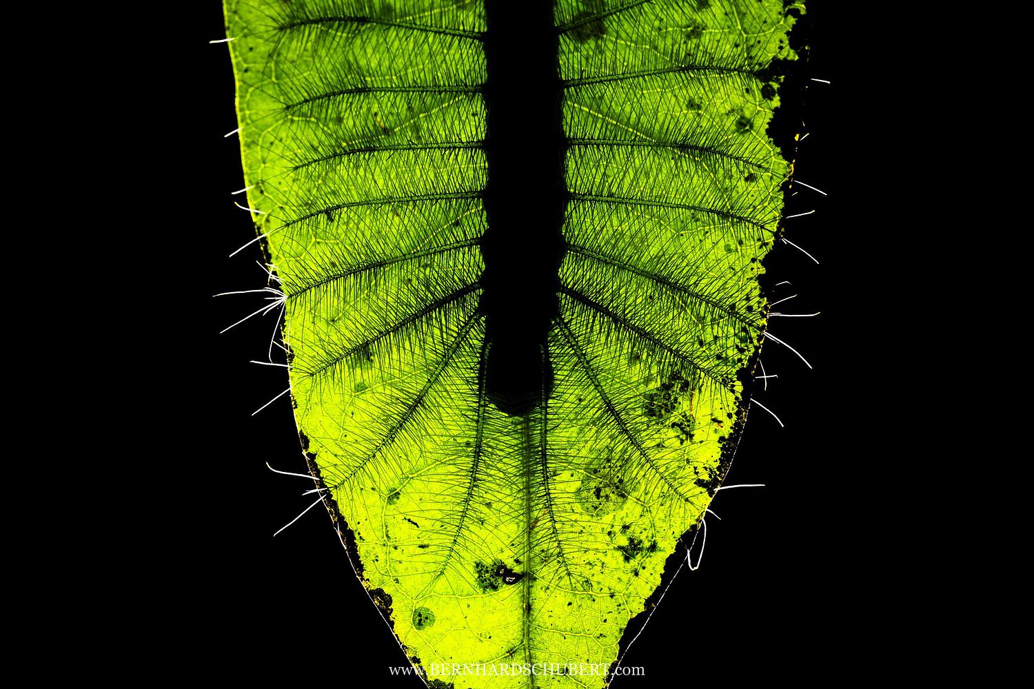 Dophla evelina – Redspot duke