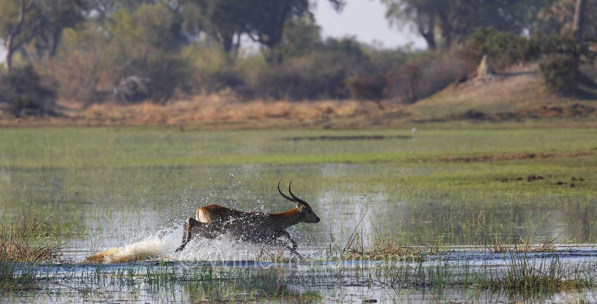 lechwe, red lechwe, southern lechwe, Letschwe, Litschi, Lechwe, Litschi-Moorantilope, lichi, Kobus leche﻿, Moremi Game Reserve, Moremi-Wildreservat, Okavango Delta, Okavango Grassland, Botswana, Republik Botsuana