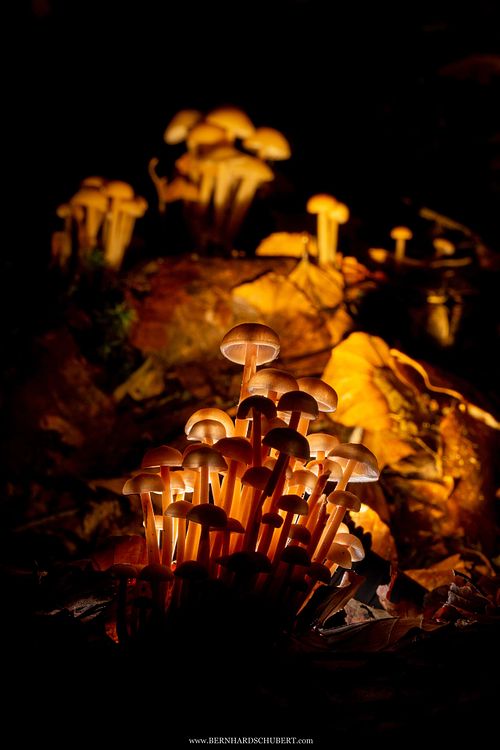 Mycena sp. - Helmling