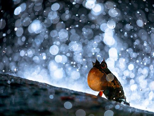 Pelobatrachus nasutus Syn. Megophrys nasuta - Zipfelkrötenfrosch