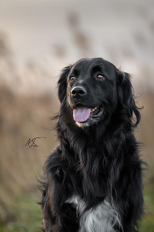 Friese Stabij x Golden Retriever portret kijkt over rechter schouder