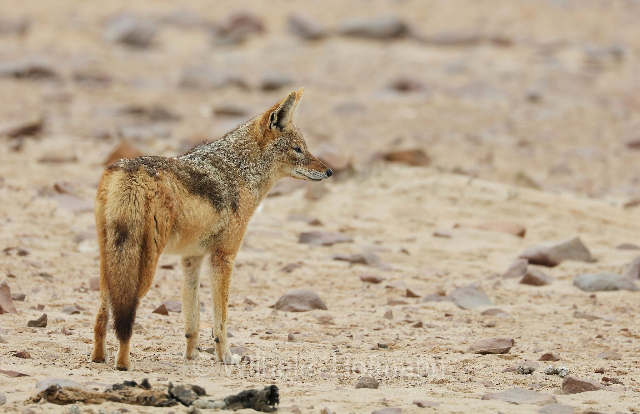 Lupulella mesomelas, black-backed jackal, Schabrackenschakal, sciacallo dalla gualdrappa, sciacallo dal dorso argentato, Cape Cross, Kreuzkap, Kaap Kruis, Skeleton Coast, Namibia