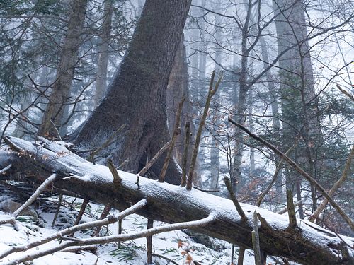 Totholz vor Altfichte