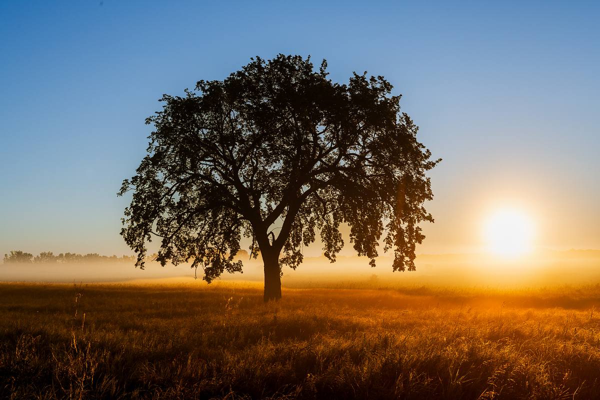 Lone Tree in Morning Fog &ndash; Buffalo River State Park, Minnesota