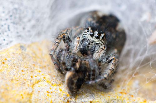 Philaeus chrysops - Gold-eyed jumping spider