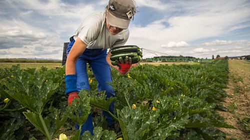 Zucchetti Ernte im Seeland