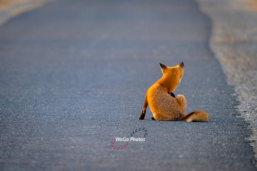 The Ponderous Fox