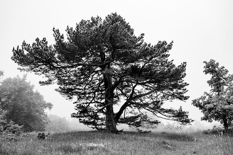 Baumlandschaft - schwäbische Alb