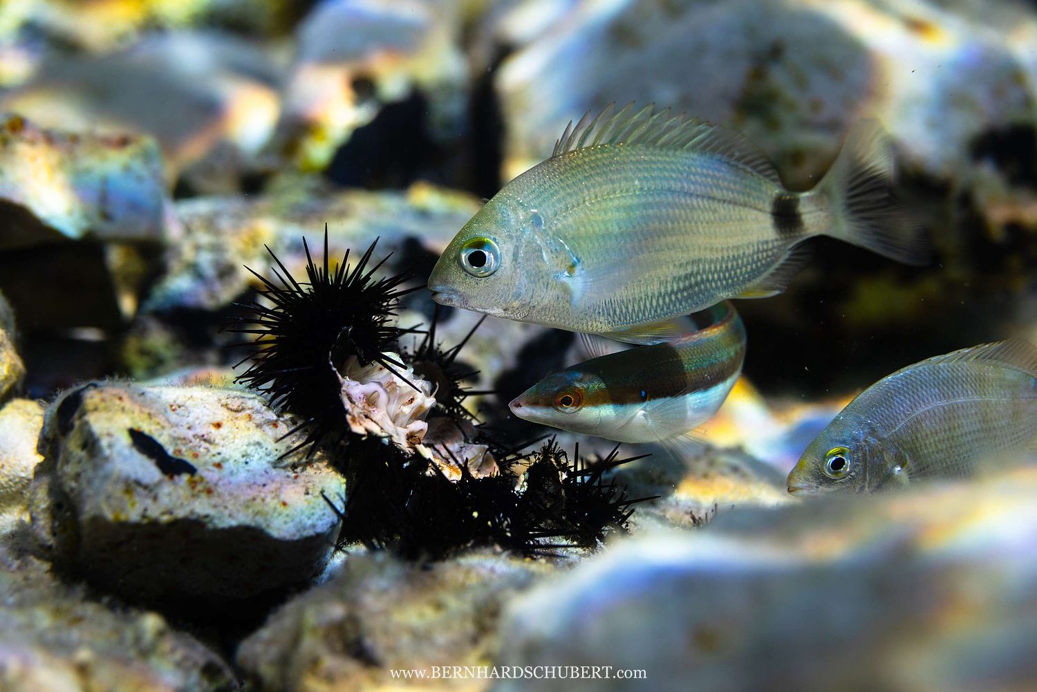 Diplodus sargus - Geissbrasse und Coris julis - Meerjunker