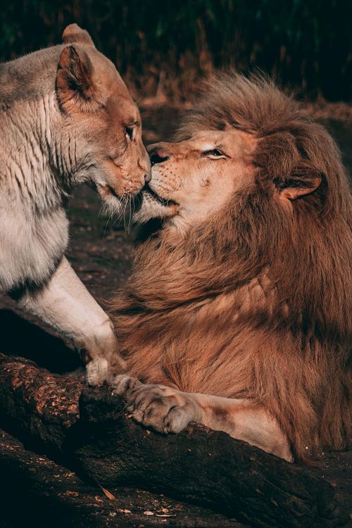 The Lions of Serengati