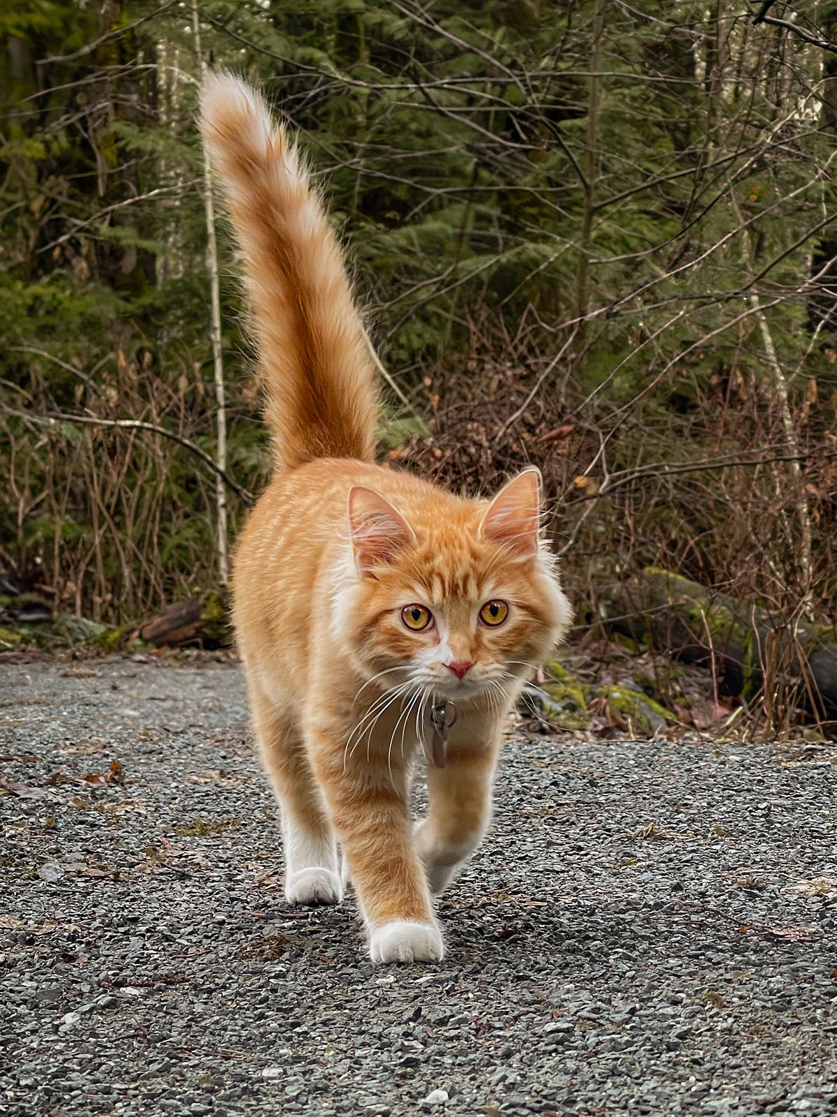 Orange cat walking at the park.
