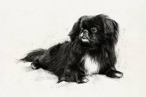 MP Pet Fine Art