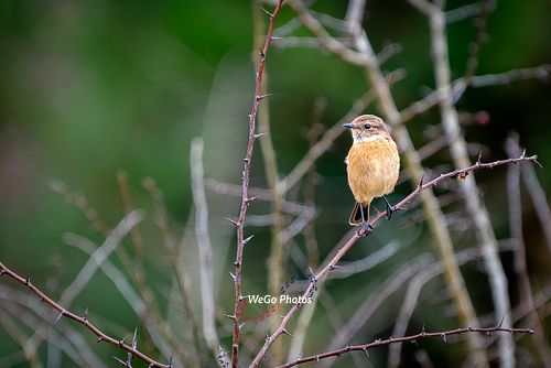 A Female European Stonechat