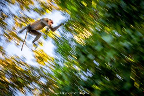 Nasenaffe im Flug