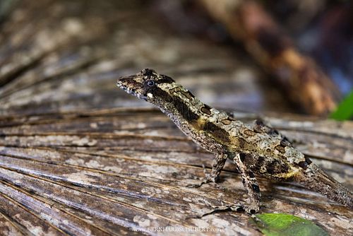 Anolis lemurinus - Ghost anole