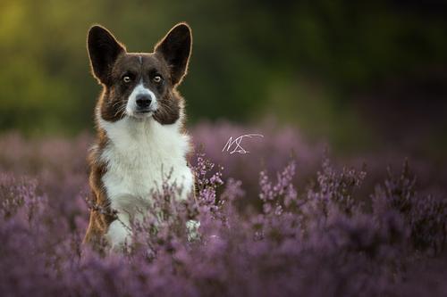 Corgi trekt gekke bek terwijl hij poseert voor de camera in een mooi paars heideveld