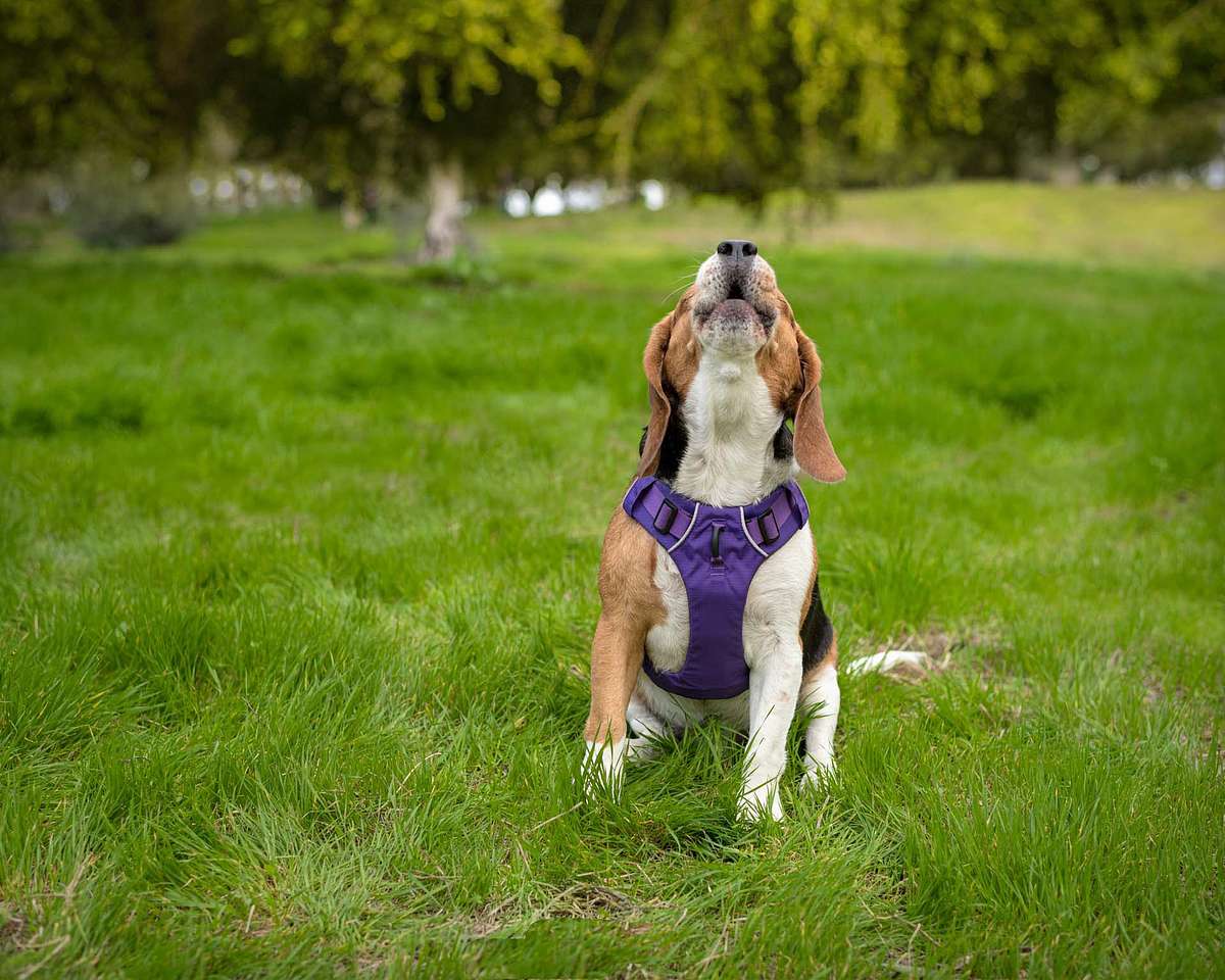 best-dog-photographer