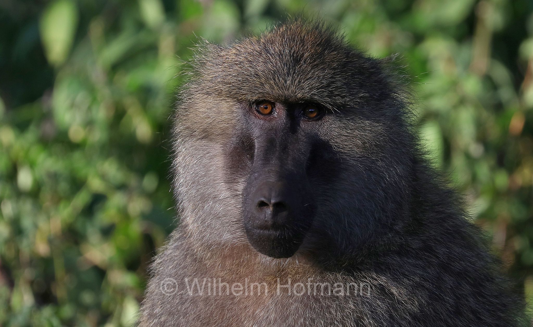 papio anubis, olive baboon, Anubis baboon, Anubispavian, Grüne Pavian, anubi, babbuino verde﻿, area di conservazione di Ngorongoro, Ngorongoro Conservation Area, Ngorongoro Krater, Tanzania, Tansania