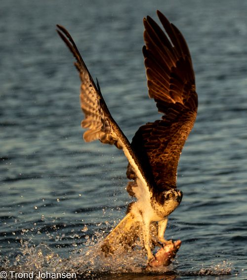 Osprey (Fiskeørn) diving into the water to catch a fish in Norway, captured by Trond Johansen