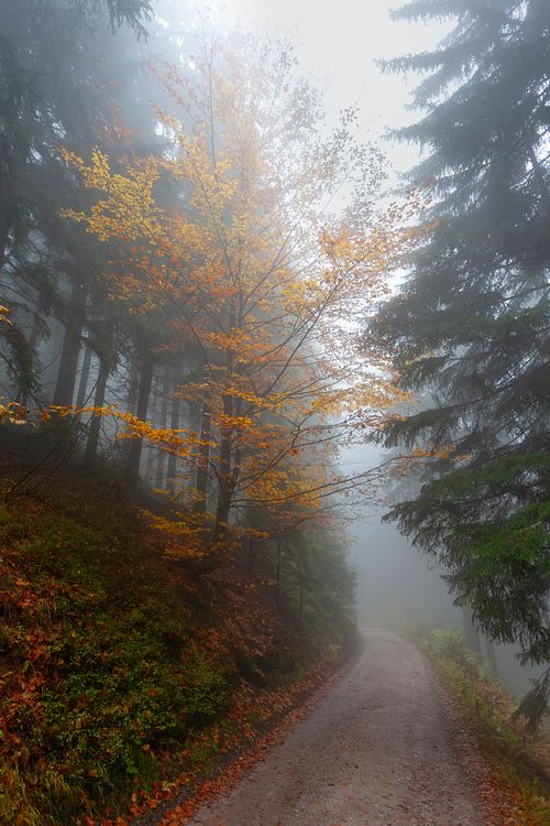 Sous-bois avec rayon de lumière filtrant entre les arbres.