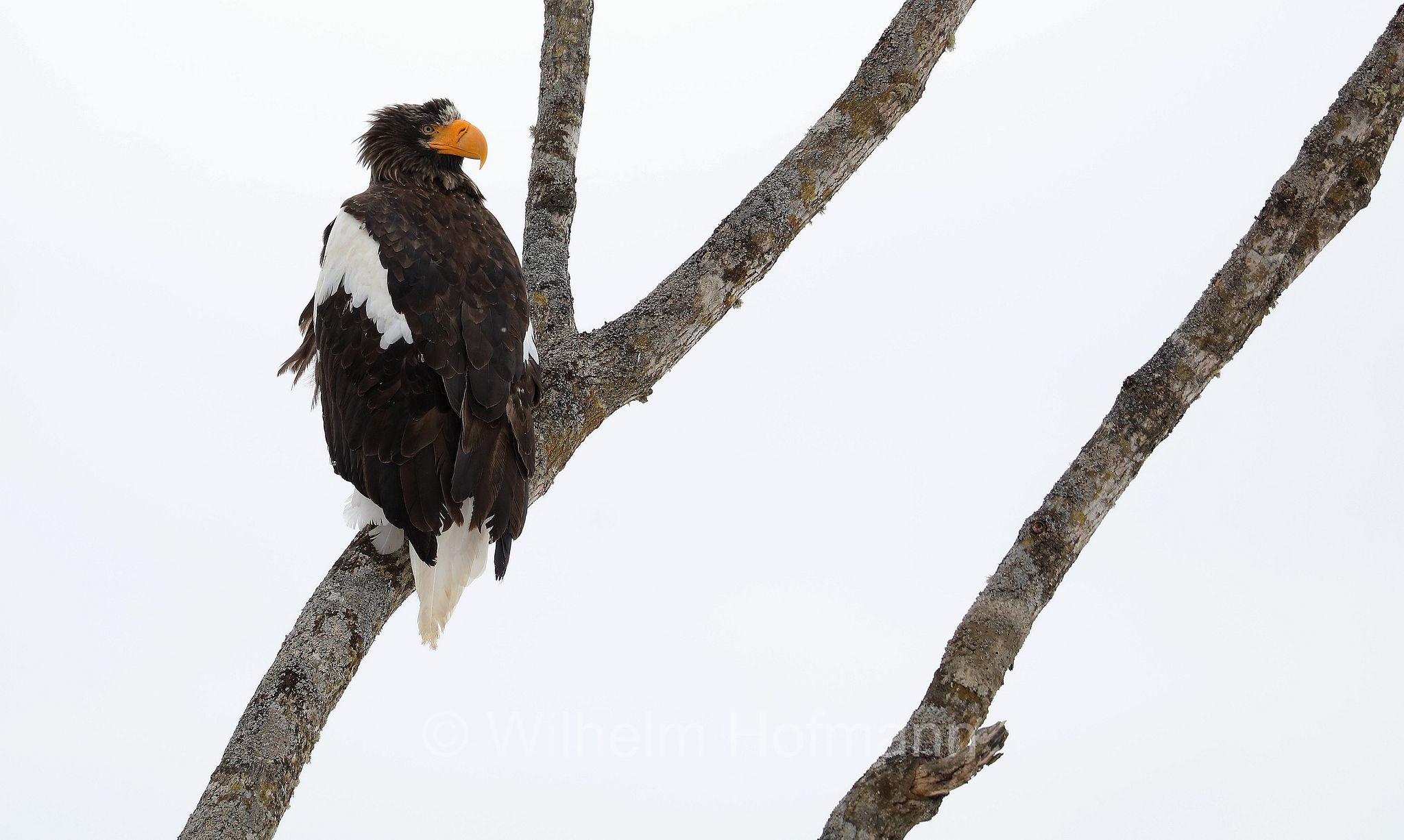 Steller's sea eagle, Pacific sea eagle, white-shouldered eagle, Riesenseeadler, aquila di mare di Steller, Haliaeetus pelagicus, Lake Furen, Fūren-ko, Hokkaidō, Hokkaido, Japan, Giappone