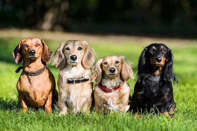 Group pet photography